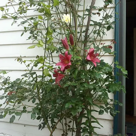 Annehelenes Bed & Breakfast